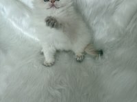 ŞAMPİYON KAN HATTINDAN BRITISH LONGHAIR BY1133 KEDİMİZ