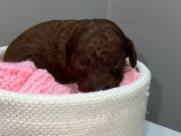 Kore red brown poodle dişi erkek rezerve için hazır bebekler