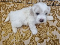Bebek yüz Maltese
