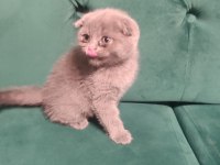 44 günlük scottish fold yavrular