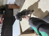 Şivava köpeğimize acil yuva aranıyor