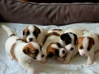 Şecereli jack russell yavrular