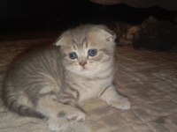 Minik scottish fold yavrularına ömürlük yuva