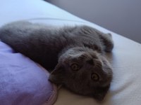 2 Aylık Yavru British Longhair