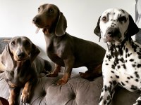 Blue Dachshund (sosis köpek) Yavrular