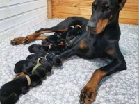Hırslı Doberman yavrular