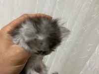 Chinchilla yavrumuz 40 günlük