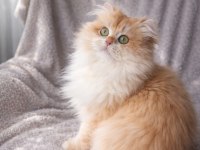 British longhair açıklamayı okumadan aramayın