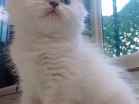 British shorthair istanbul içinde ulaşımını sağlıyorum