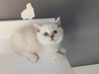 British shorthair linç point