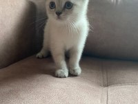 2 aylık british shorthair bebeklerimiz yeni yuva