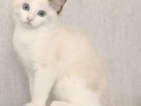 Asil Karakterli Full Şecereli Ragdoll Yavrular