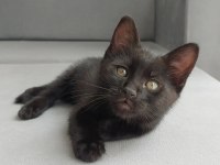 CATMAN KEDİMİZ YUVASINI ARIYOR