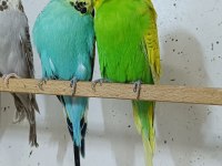 Show jumbo muhabbet kuşu ve salma kafes