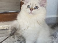 British Kedim Yeni Yuvasına Gitmeye Hazırdır