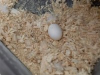 Acil satılık yumurtalı takım muhabbet kuşu