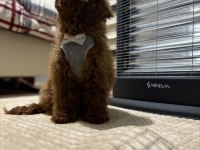 Toy Poodle Brown