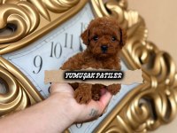 KORE RED BROWN POODLE