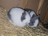 Mini lop tavşan bebeklerimiz