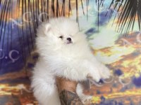 Irk sağlık garanti pomeranian