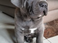 Sağlık Belgeli İsteğe Özel Çip Karne Cane Corso