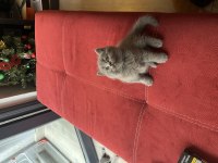 British shorthair 40 günlük yavrular 3 dişi ve 1 erkek