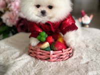 TEACUP AYICIK POMERANİAN