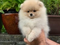 Üst kalite pomeranian ayı surat yavrularımız