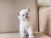 A KALİTE BRİTİSH SHORTHAİR BLUEPOİNT