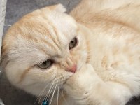 11 aylık kısırlaştırılmamış erkek scottish fold