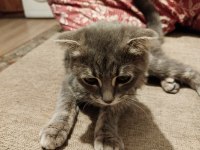 4 aylık scottish fold yavru