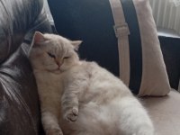 BRİTİSH SHORTHAİR KEDİMİZ