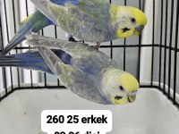 A KALİTE ÜST VASIF RAINBOW KUŞLAR AÇIKLAMA OKUYUN