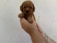 Mükemmel sağlıklı toy poodle yavruları dişi erkek