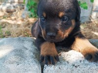 KOCA KAFA ANNE BABADAN KALITELI KÖPEKLER KAÇMAZ