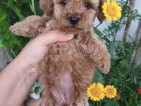 Dişi poodle bebek
