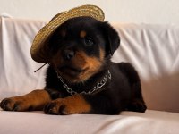 A şecereli erkek rottweiler yavrularım