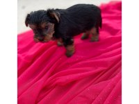 Yorkshire terrier 50 günlük