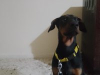Saf Doberman yavrusu