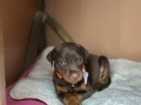 2 AYLIK İÇ DIŞ PARAZİTLİ KIZIL DOBERMAN