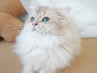 Safkan British Longhair Erkek Yavru