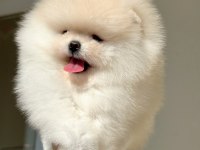 İnanılmaz Güzellikte Bembeyaz Pomeranian Kızımız