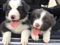Evinizin Neşesi Border Collie Yavrular Kapıda Ödeme