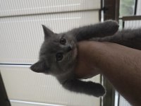 1.5 aylık british shorthair yavrumuz