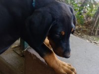 9 haftalık Doberman Yavrusu