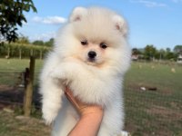 Oyuncak Bebek Gibi Tatlı Ve Enerjik Pomeranian Dostumuz