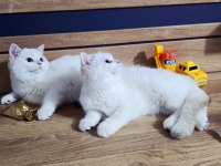 British shorthair süper kalite