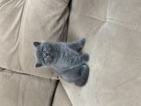 British shorthair erkek yavrumuz