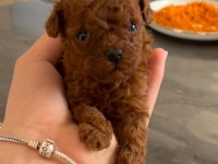 KİLO VE SAĞLIK GARANTİLİ POODLE BEBEKLER