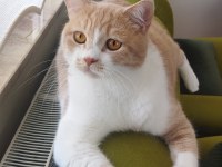 Sahiplendirme kedimiz için